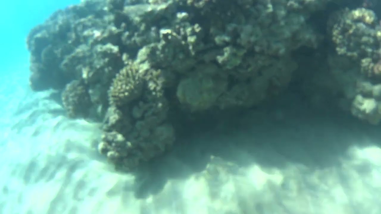 Ägypten Markadi Bay, Fort Arabesque 10.02.26 Rotfeuerfisch teil 4