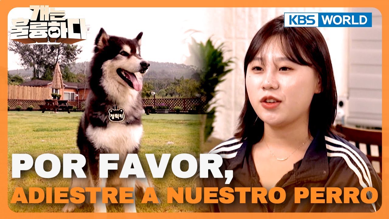 [ESP/JPN] ¿Podría cambiar?🤔 [Dogs Are Incredible 2 ep.10] | KBS WORLD TV 260120