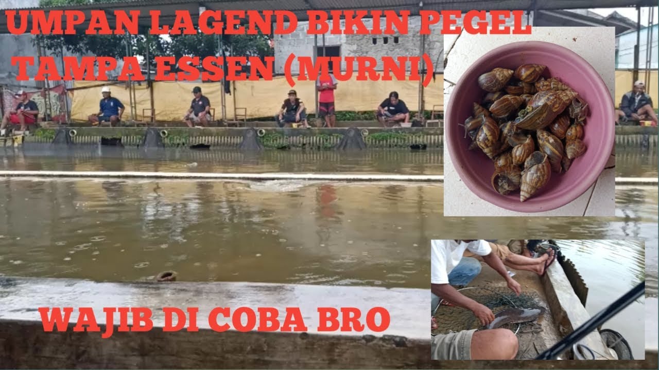 Umpan jitu Galatama lele Tampa Modal//alam keong racun (bekicot)