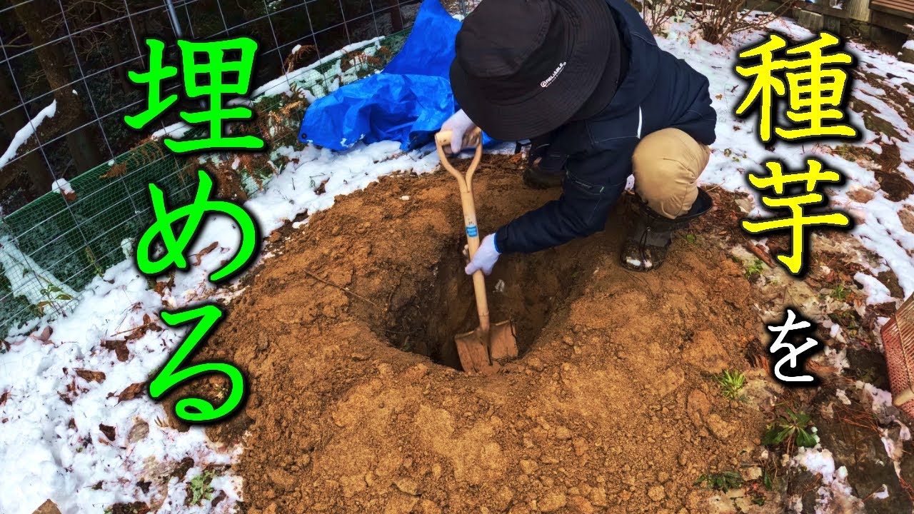 ジャガイモの種芋を保存するための地下保管庫を作る小屋暮らし弱者男性
