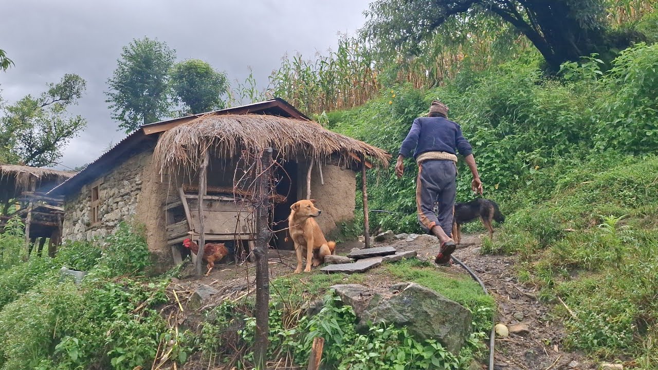 Most Peaceful And Relaxing Nepali Village Life | Collecting And Cooking Green Vegetables in Village
