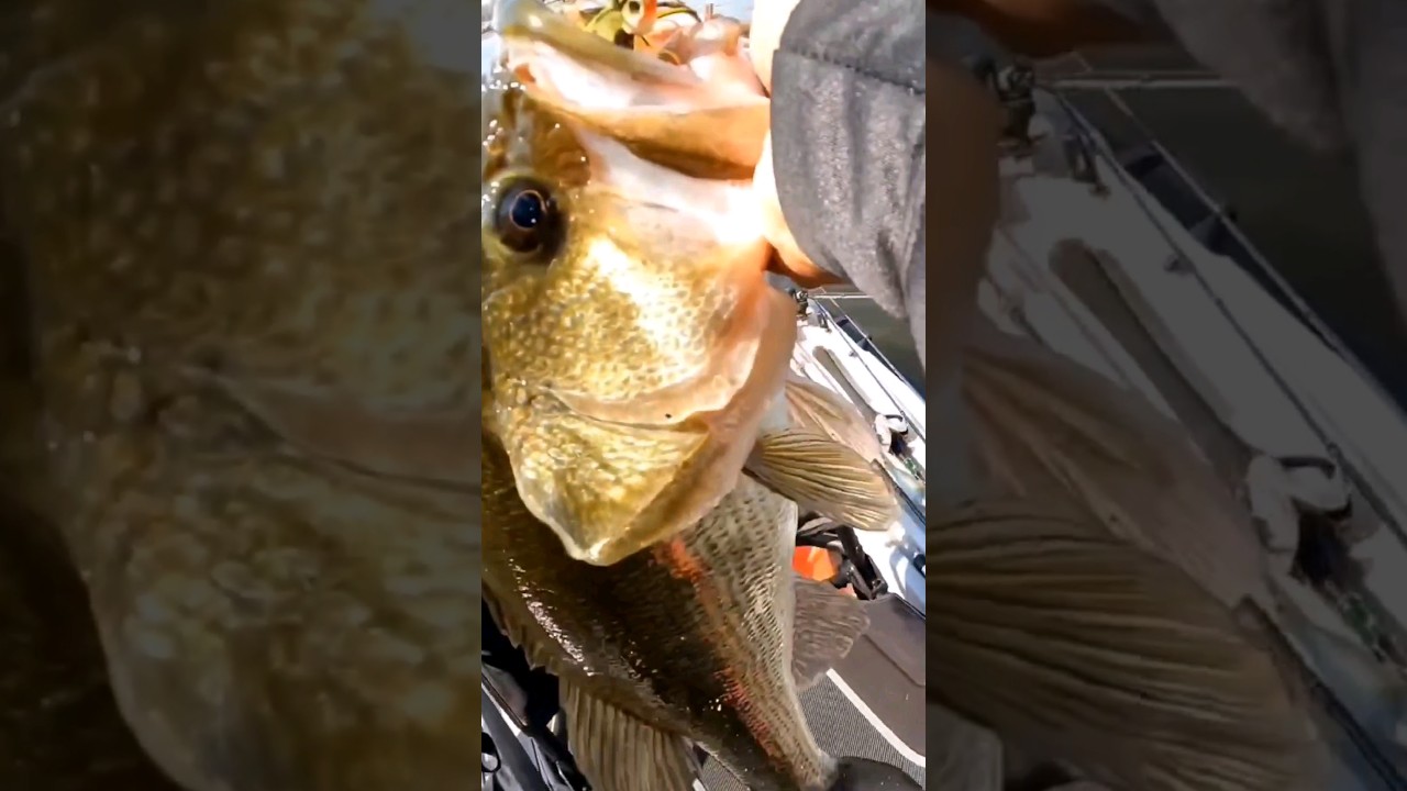 Smashing Prespawn Bass on New 6thSense Bait‼️