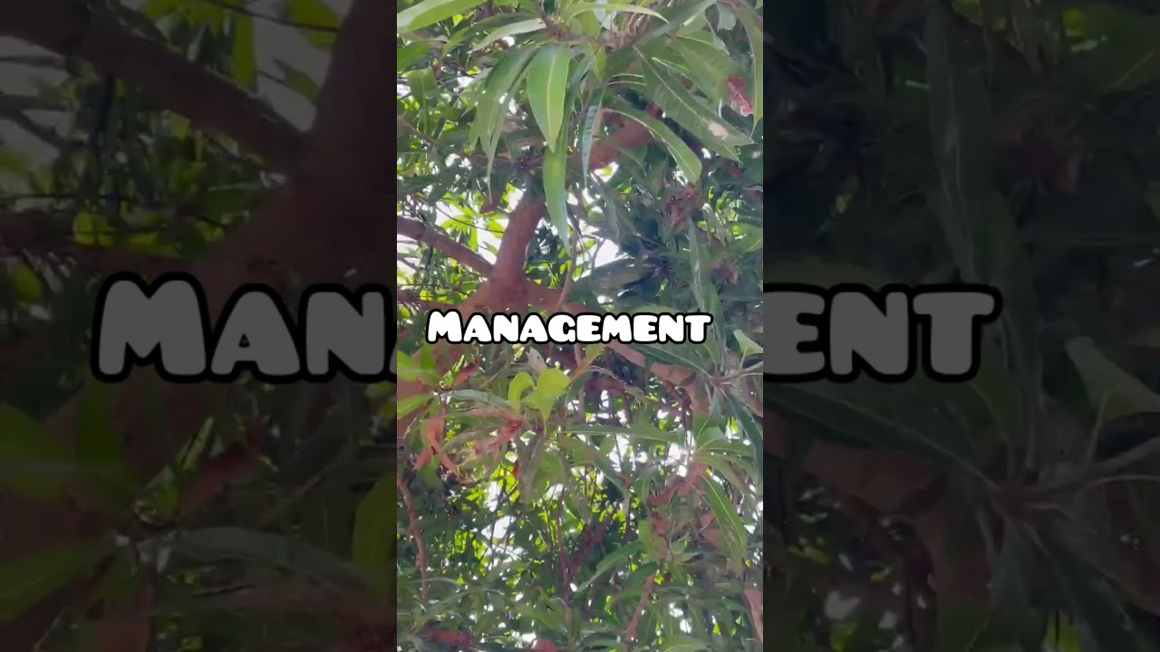 Dieback disease of mango #trendingshorts #viralshort
