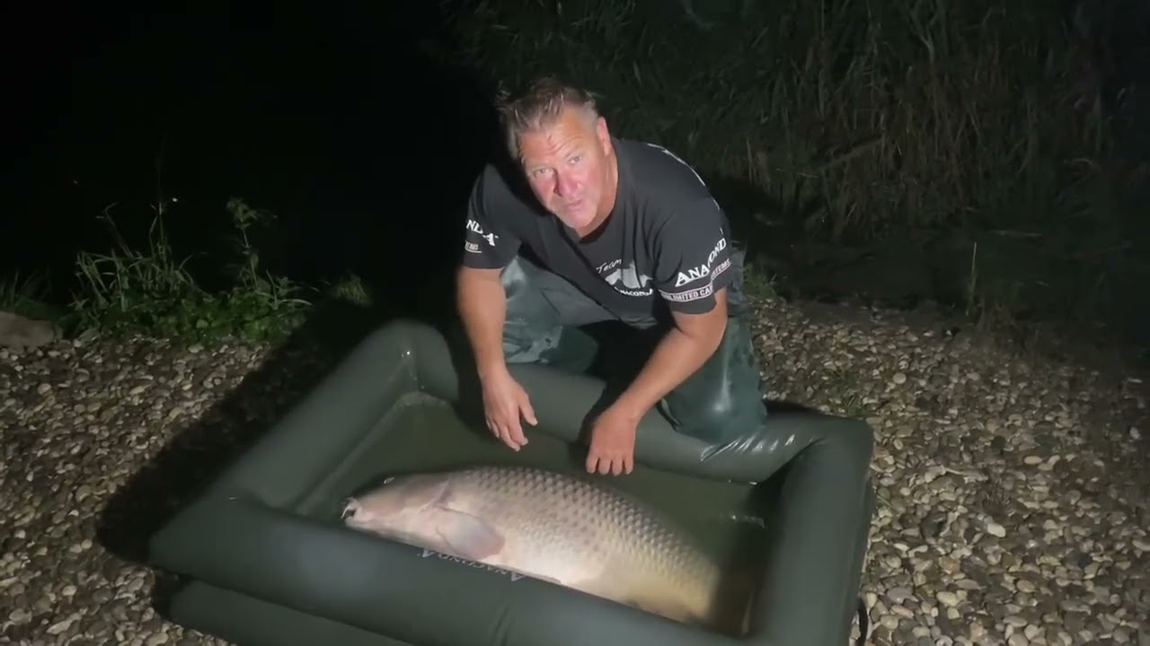 Common Carp Monster, mit 33 Kilo‼️🐳 aus dem Ontario in Croatia-October 2022