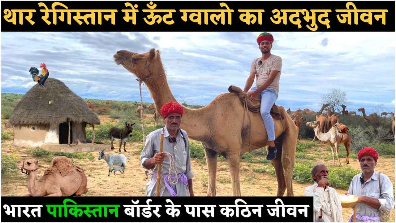 Amazing Camel🐪 Gawale Life At India Pakistan Border | थार रेगिस्तान में ऊँट ग्वालो का अद्भुत जीवन