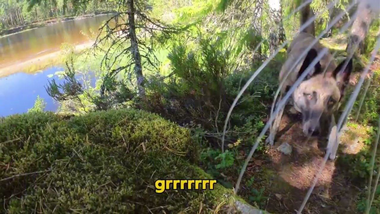 Cat vs Dog in the Forest 😱