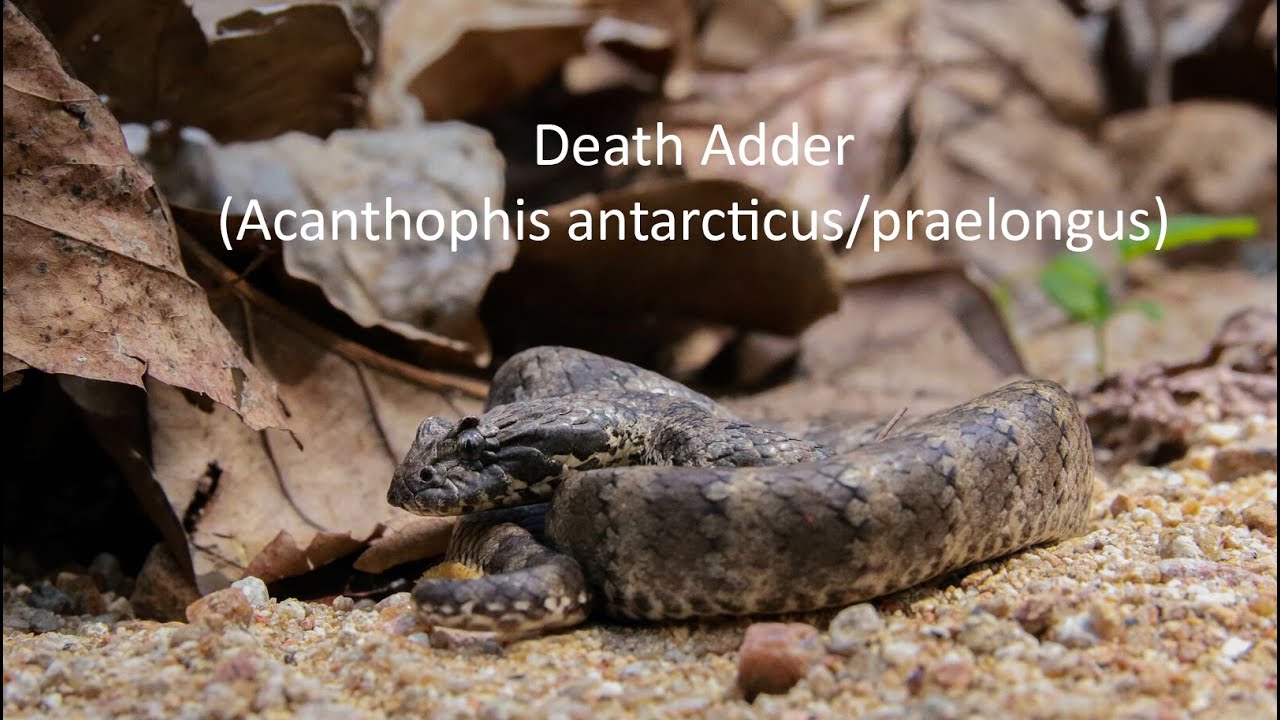 Common/Northern Death Adder (Acanthopis antarctucus/praelongus)