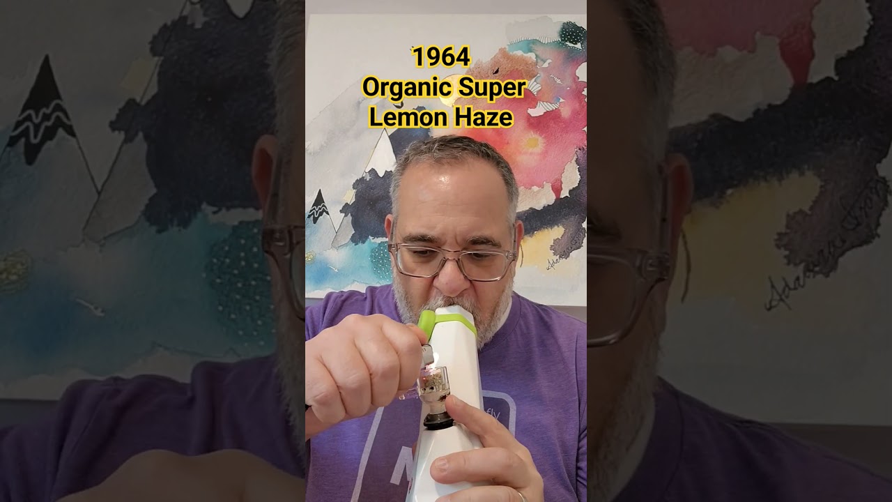 Lemon Pledge Alert! 1964's Organic Super Lemon Haze - see my channel for full review! #Cannabis