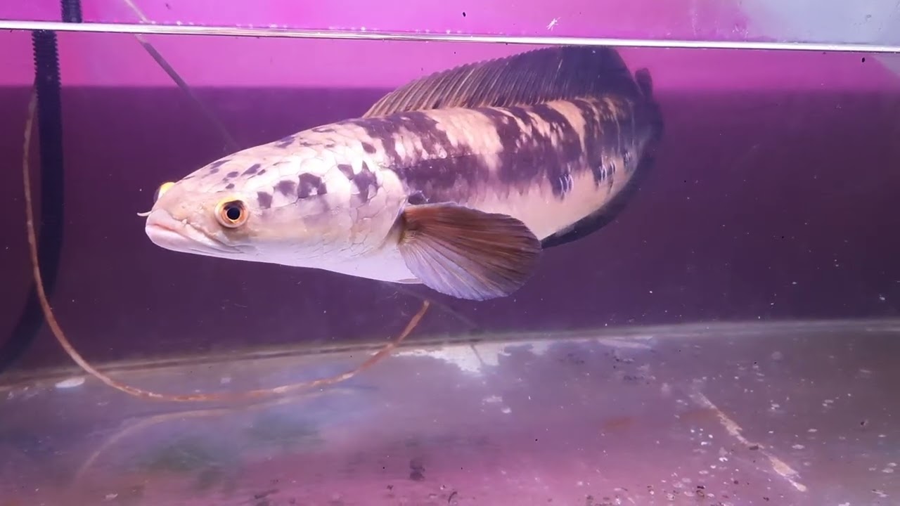 Ikan Chana Gemoy