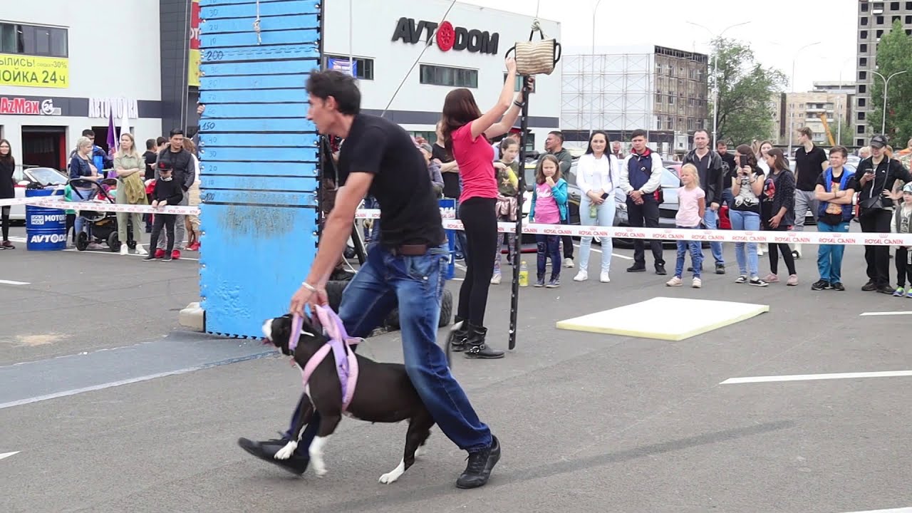 Pitbull  show 2019. Wall climbing