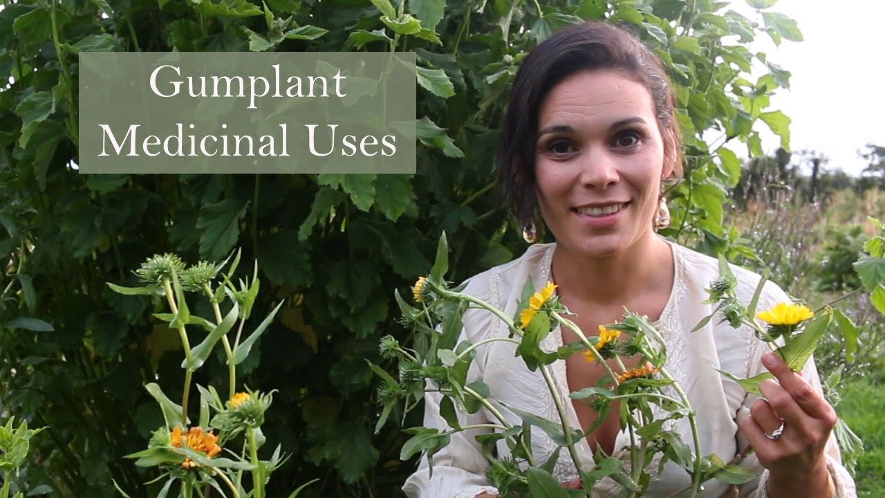 Grindelia squarrosa (Gumplant) Medicinal Uses