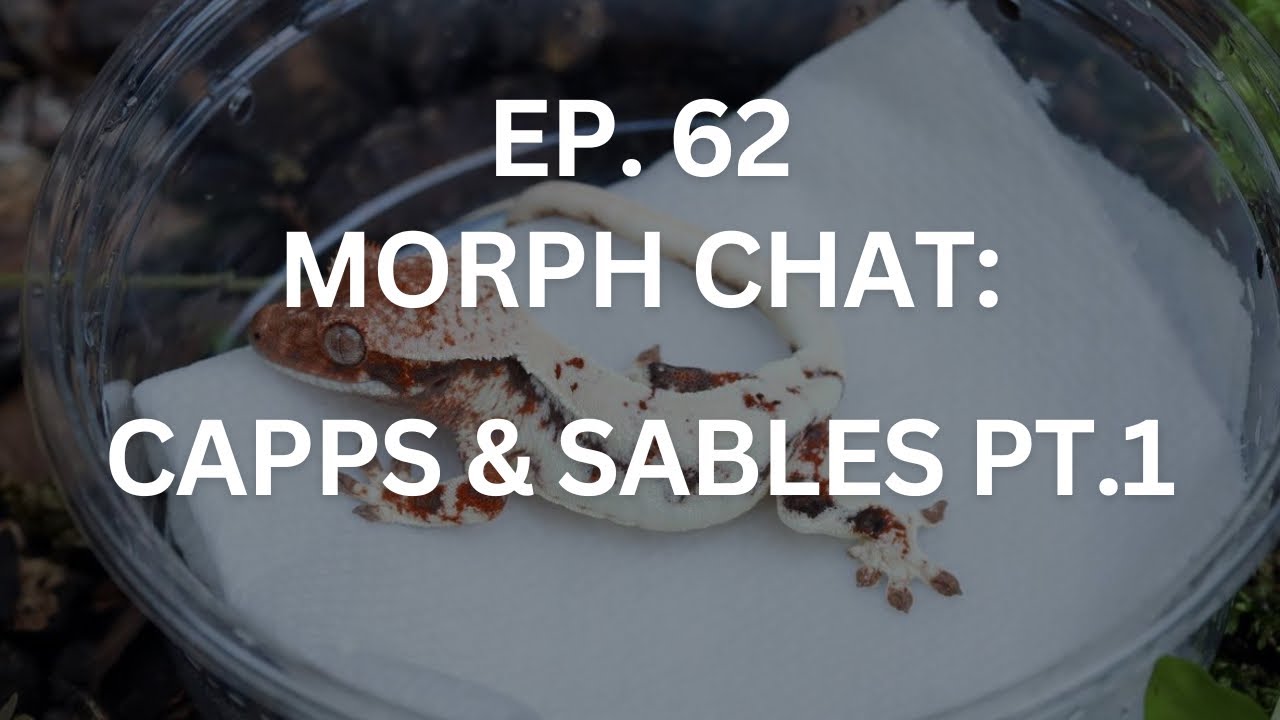 Capps, Frapps, Sables Pt. 1 | Ep. 62 of The Gecko Pod