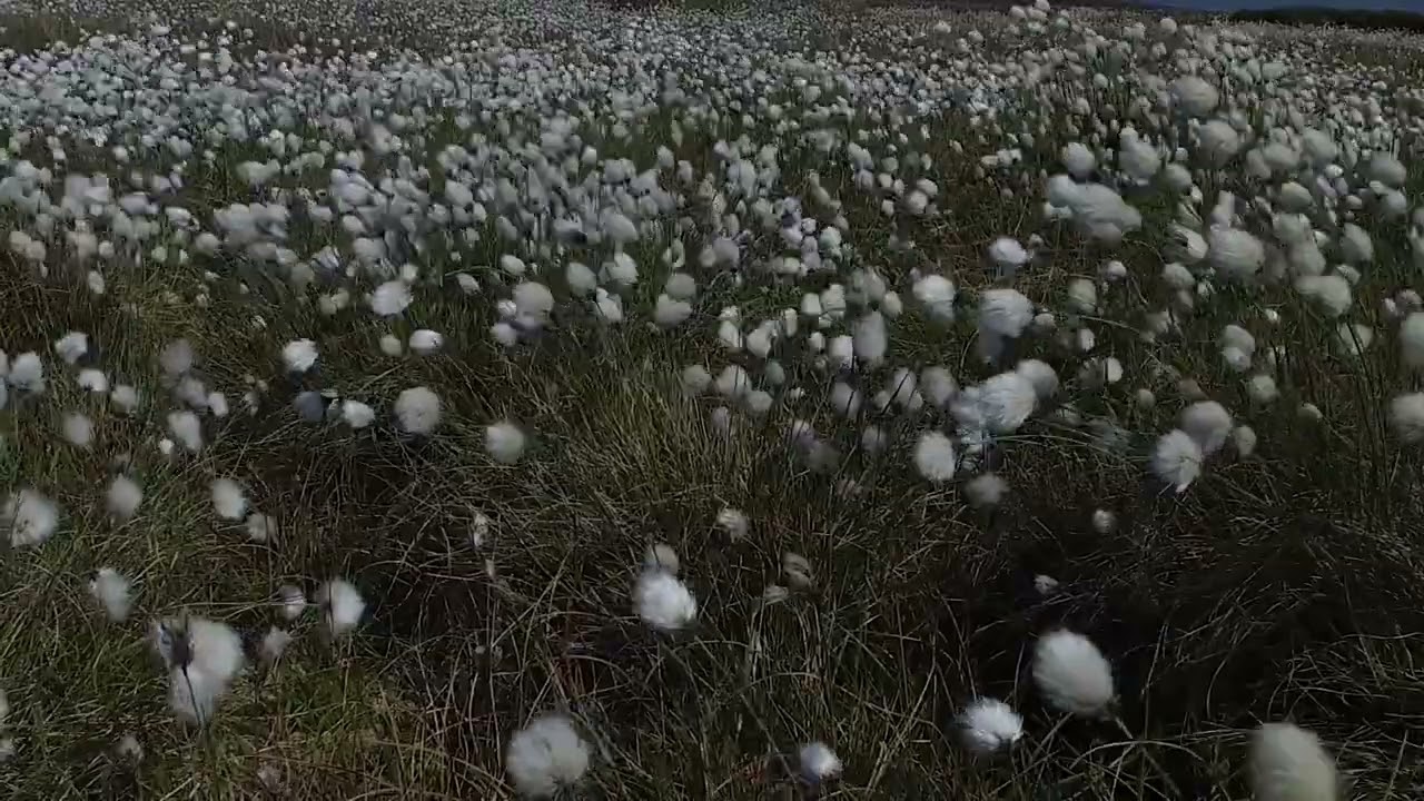 The hypnotic and relaxing 'Bog Cotton' up in the Wicklow Mountains.