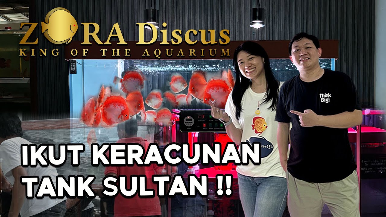 AKHIRNYA ZORA DISCUS PUNYA TANK 7S PREMIUM‼