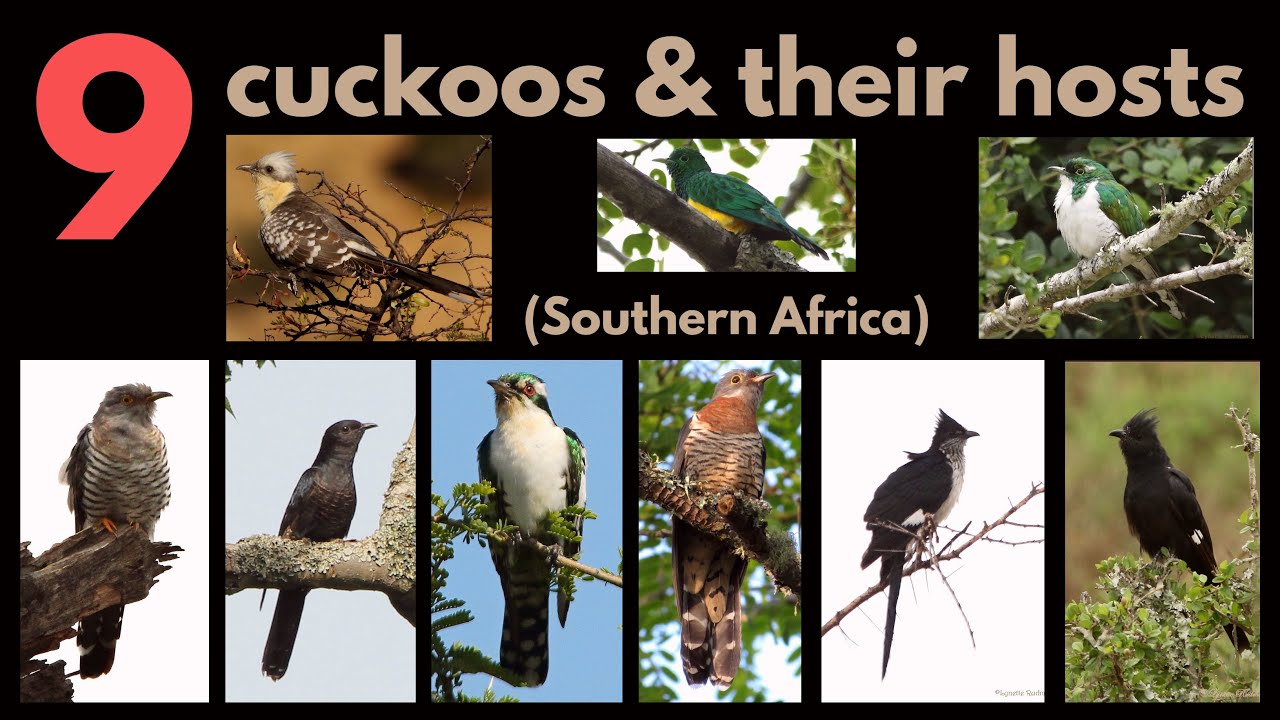 9 CUCKOOS AND THEIR BROOD HOSTS - a list of the main hosts of each cuckoo - BROOD PARASITISM