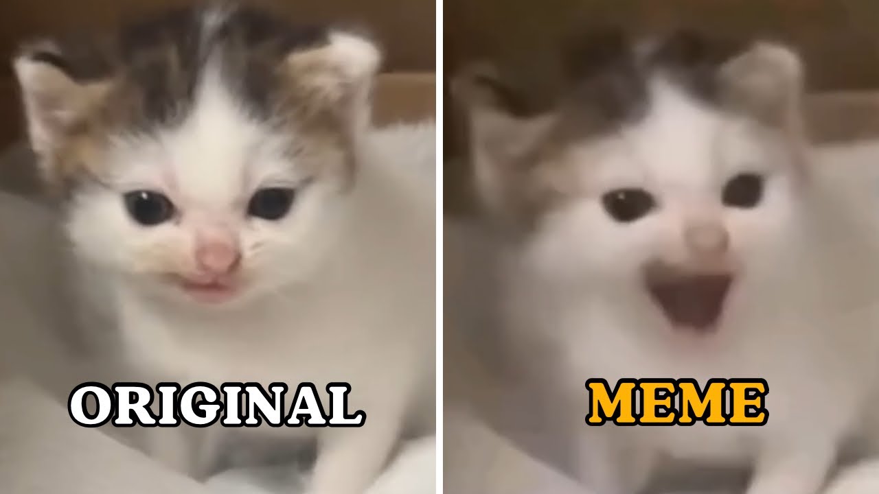 Original video vs meme | CAT MEMES 