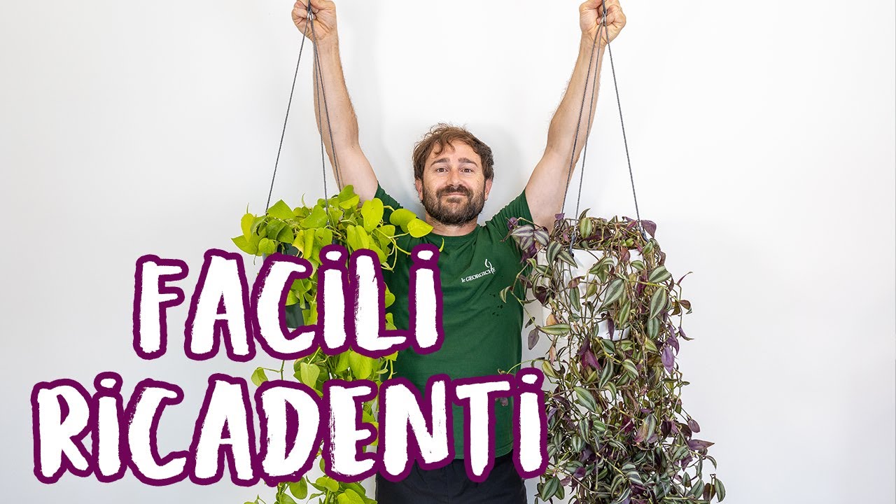 2 piante da interno ricadenti FACILI + tips rinvaso