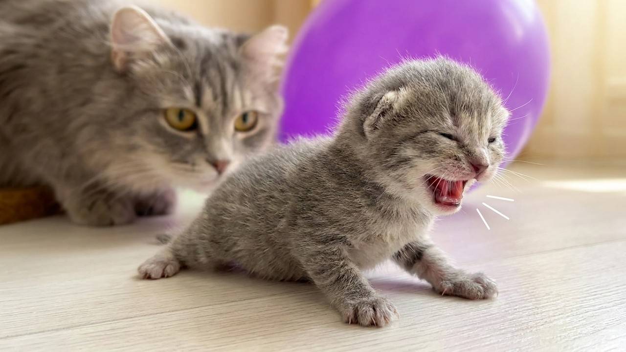 Мама-кошка учит своих мяукающих котят ходить - самые милые первые шаги!