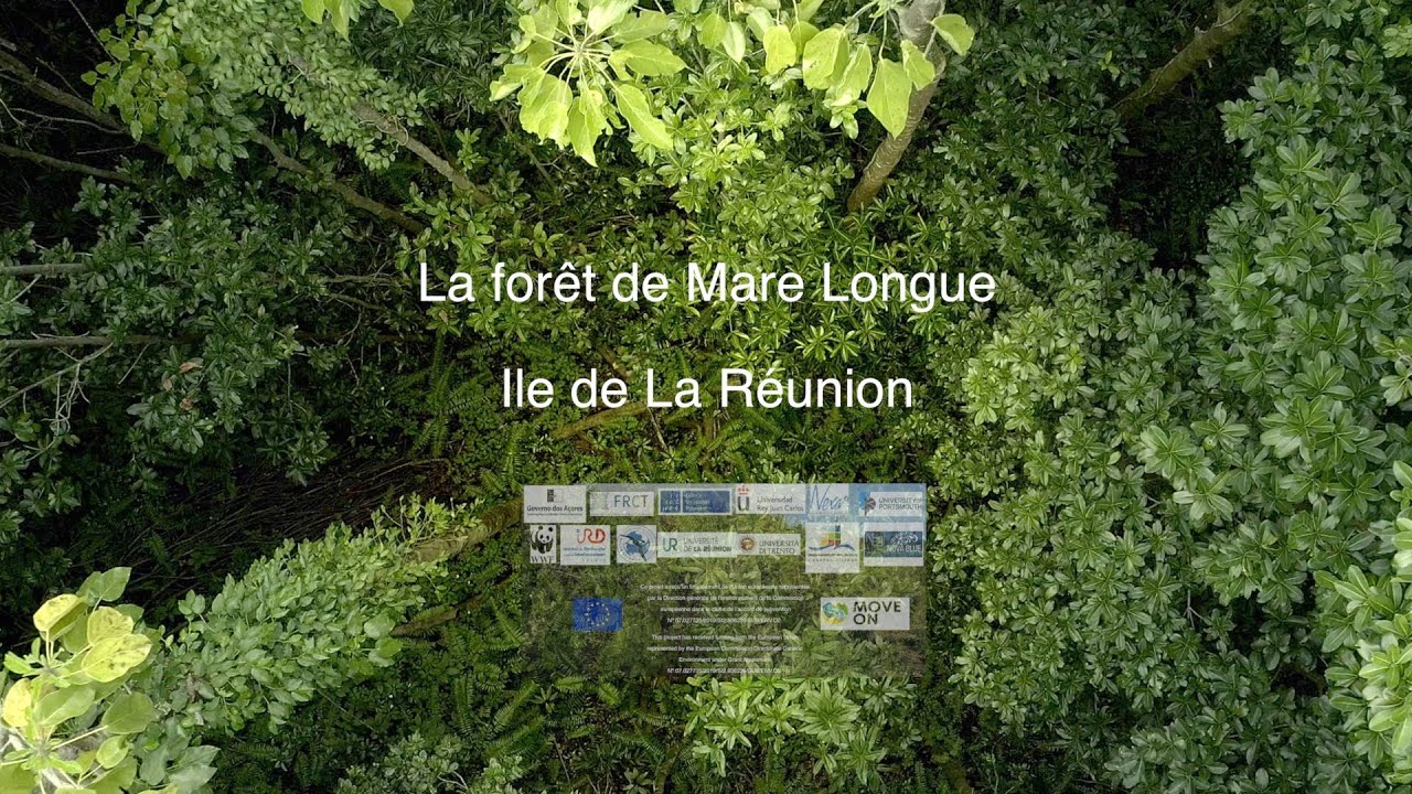 Ile de La Réunion forêt tropicale