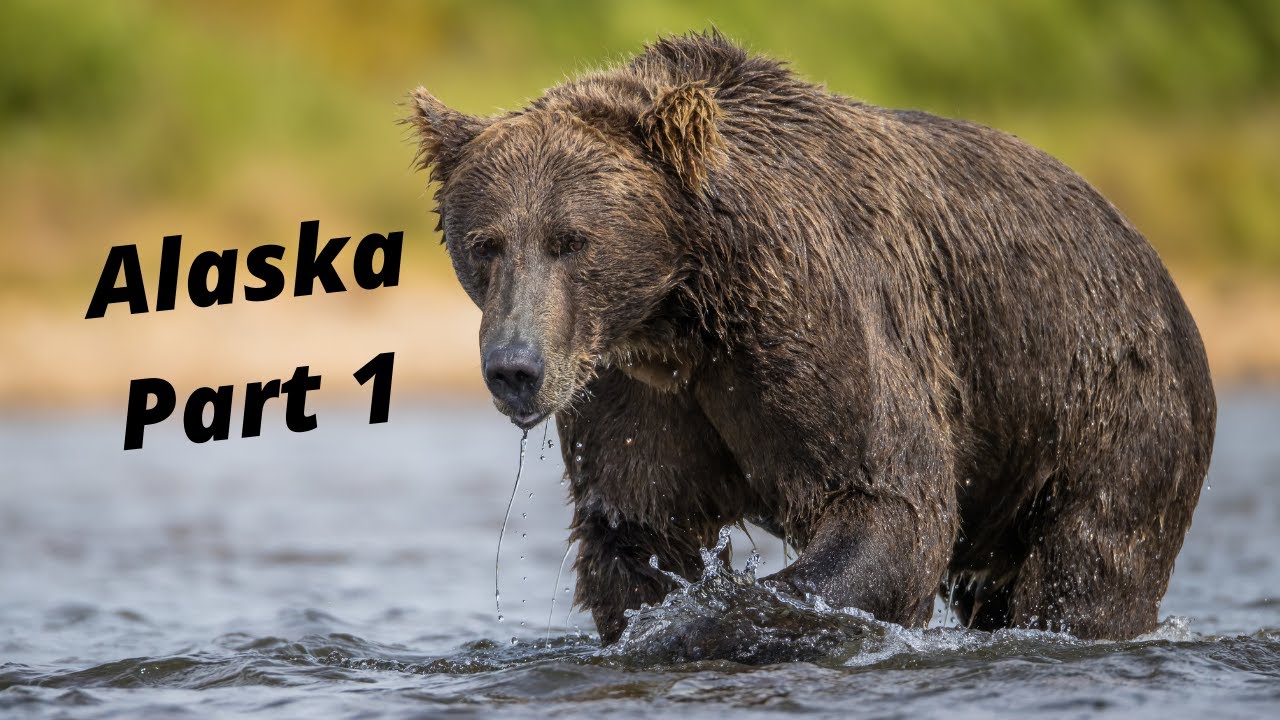 8 DAYS SOLO IN ALASKA PART 1 - WILDLIFE PHOTOGRAPHY, BEARS AND MORE