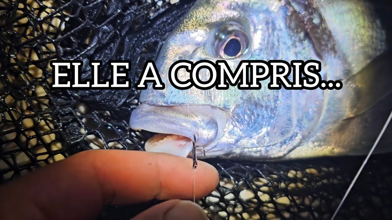 Elle Tapait Sans Se Piquer… J’ai Compris Pourquoi (Dorade Royale de Nuit)