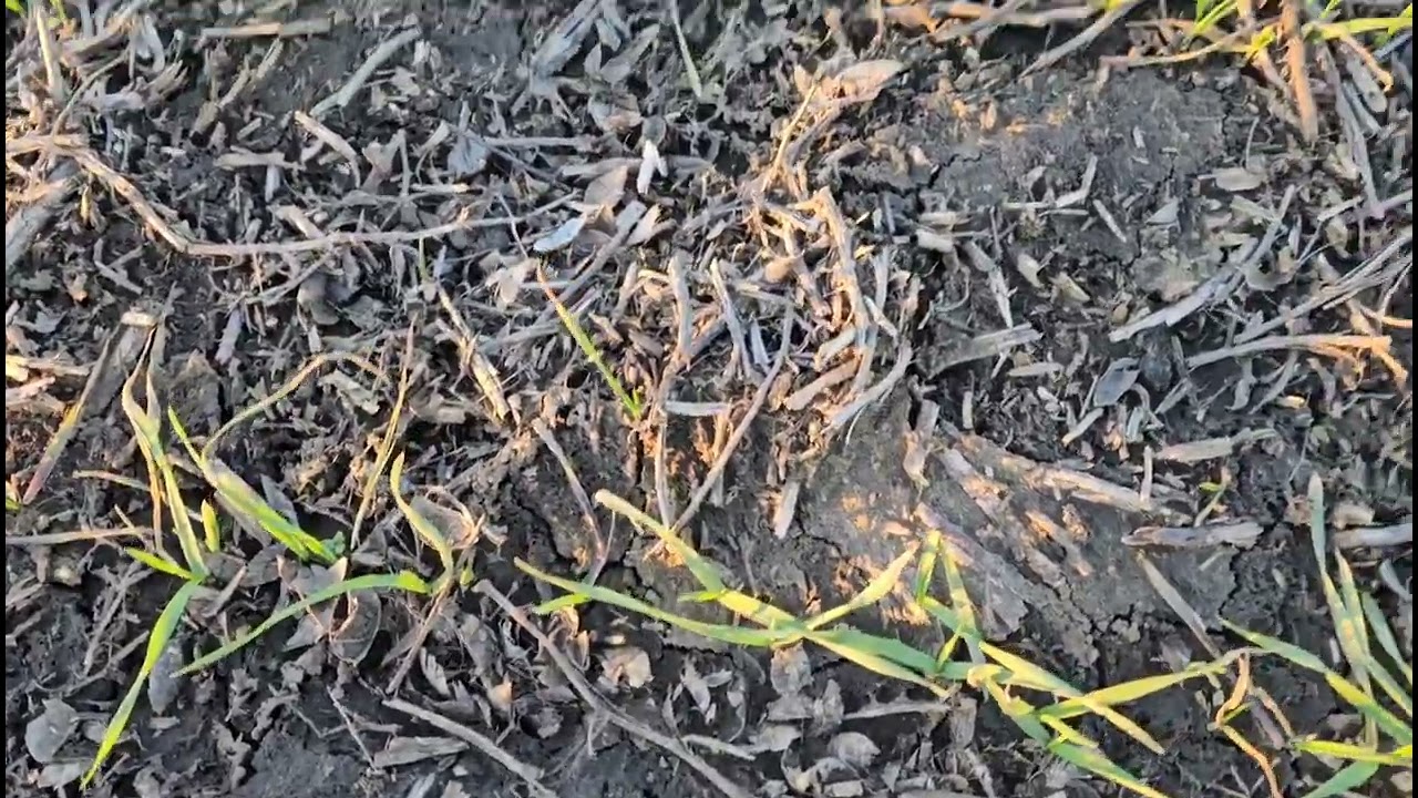 Состояние посевов оз.пшеницы .  No-till 05.01.2024