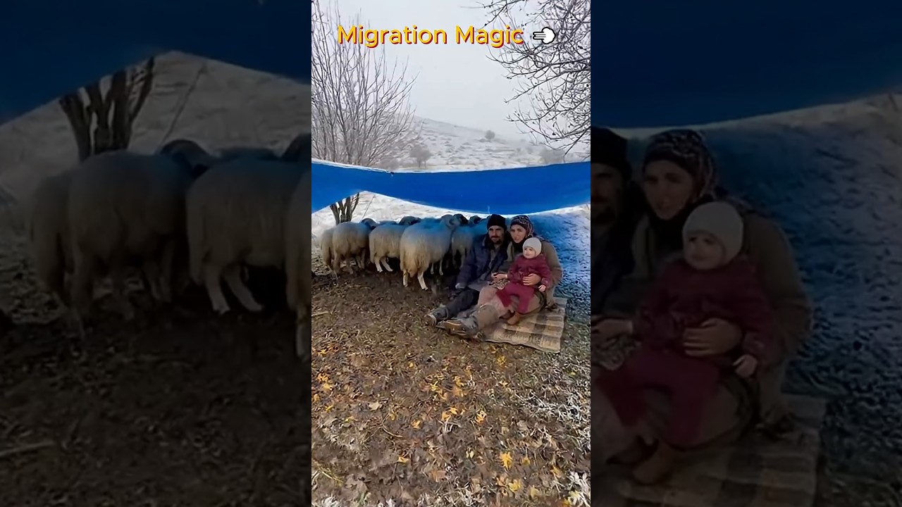 Migration Magic 💨 Western Black Sea Nomads Begin Winter Journey! 🐑✨