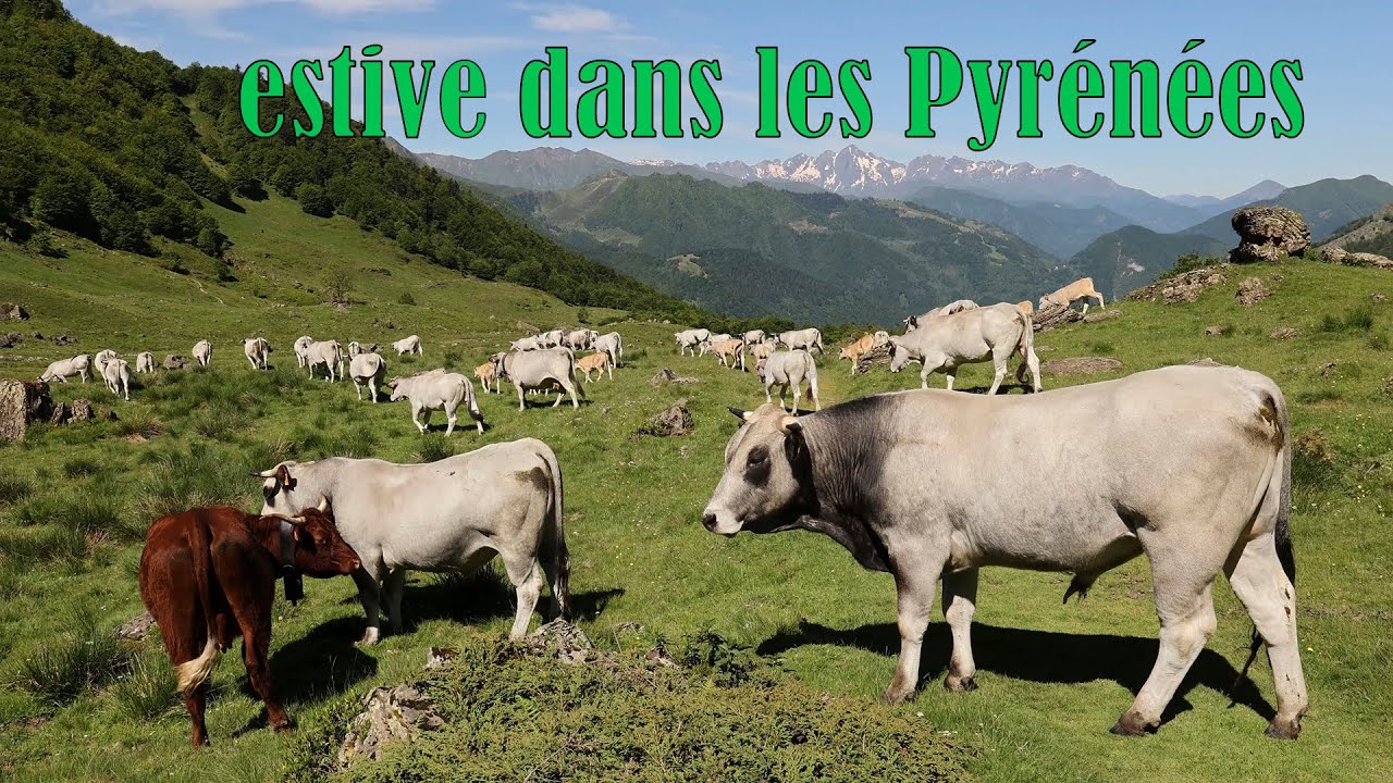 Estive dans les Pyrénées