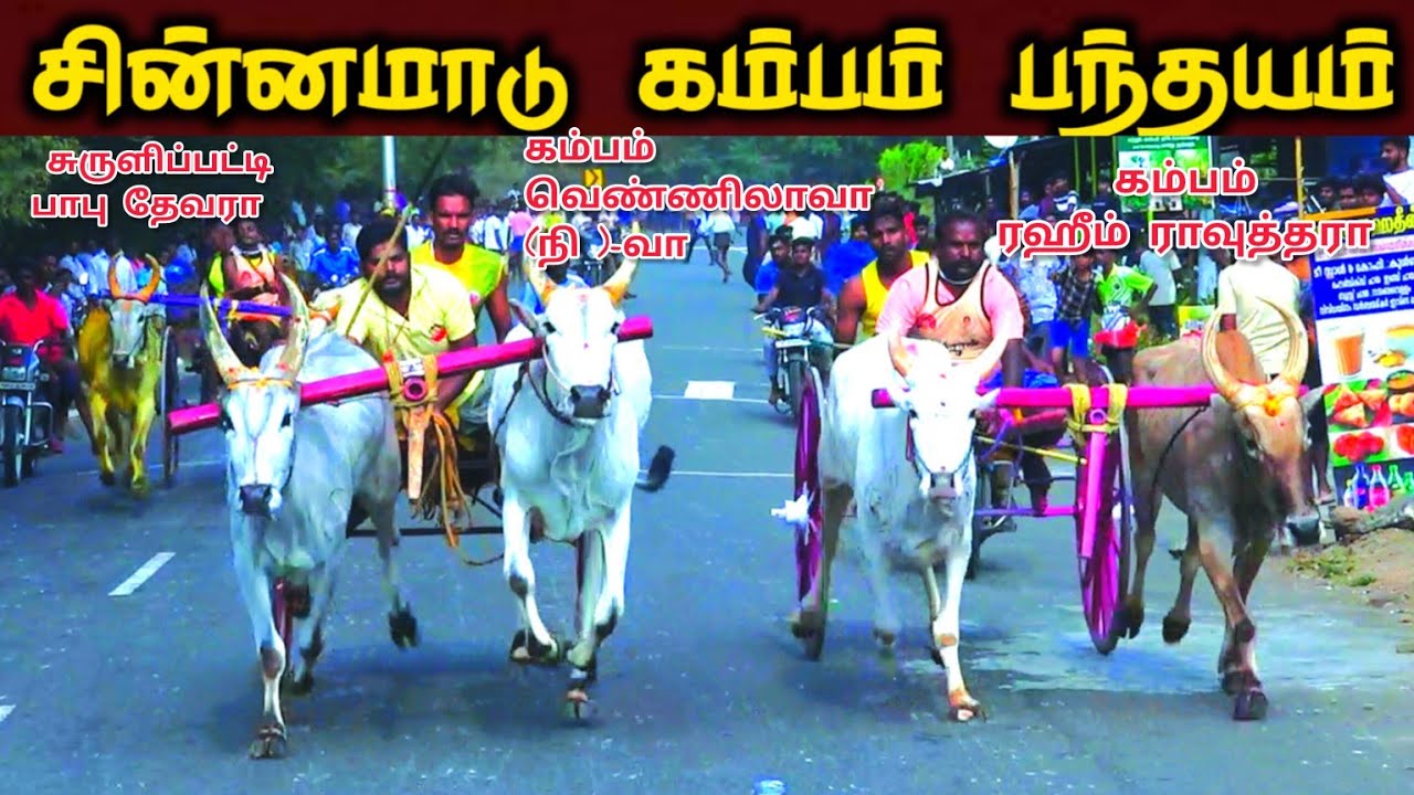 22-2-2026- சின்ன மாடு -கம்பம் 