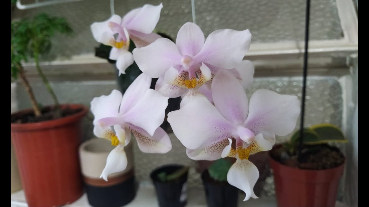 Phalaenopsis wiganiae (Phal. schilleriana x Phal. stuartiana)