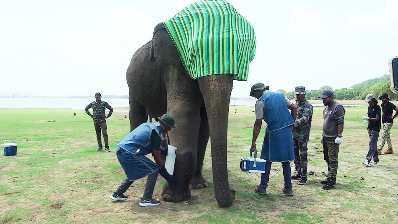 Wildlife Heroes: The risky mission to treat an aggressive bull elephant: X- rays & Ultrasounds