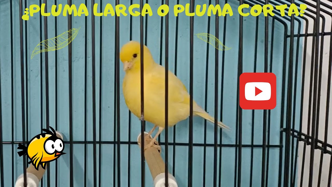 ¿Pluma larga o pluma corta? 🤷‍♂️🤷‍♂️🤷‍♂️🤷‍♂️