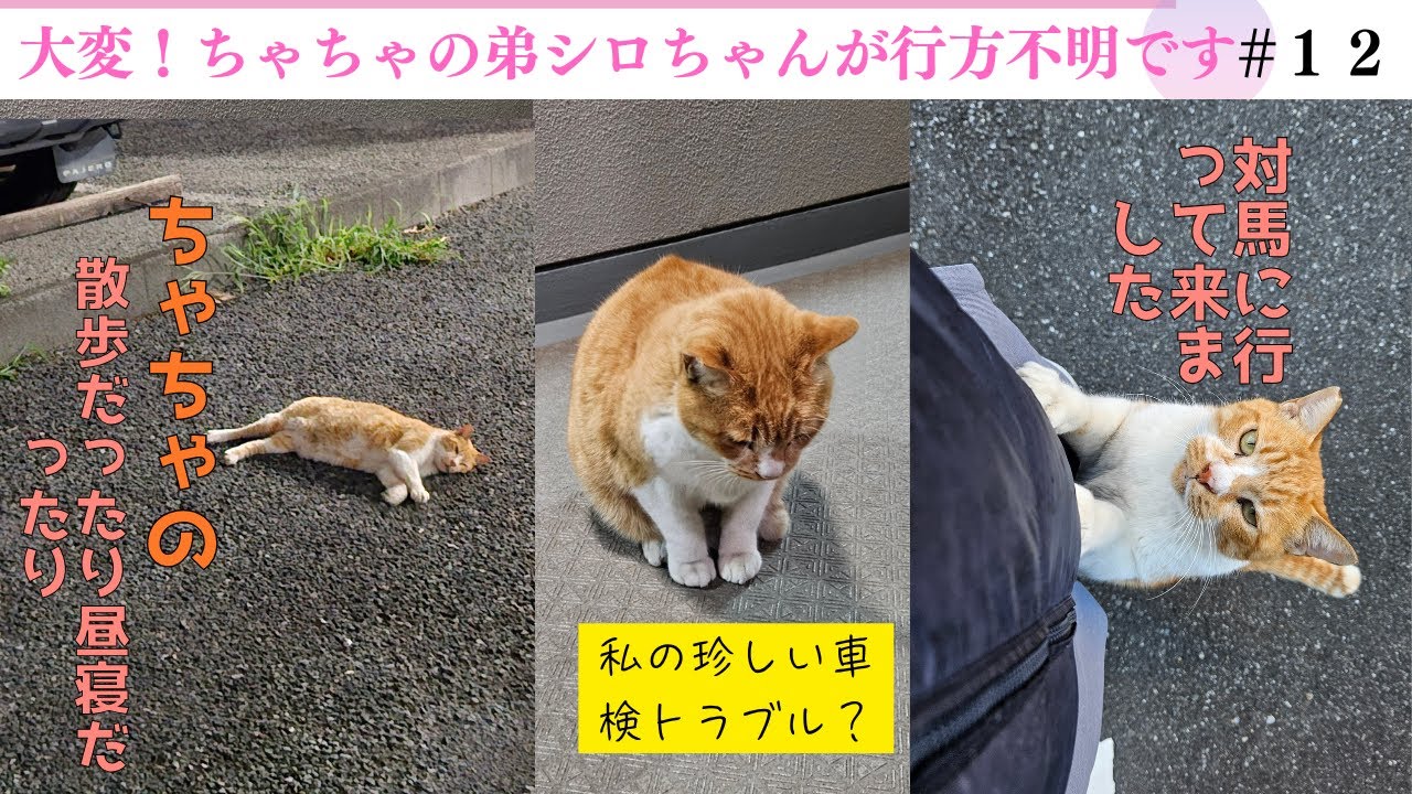 野良猫チャチャの物語,06 ‐ Clipchampで作成