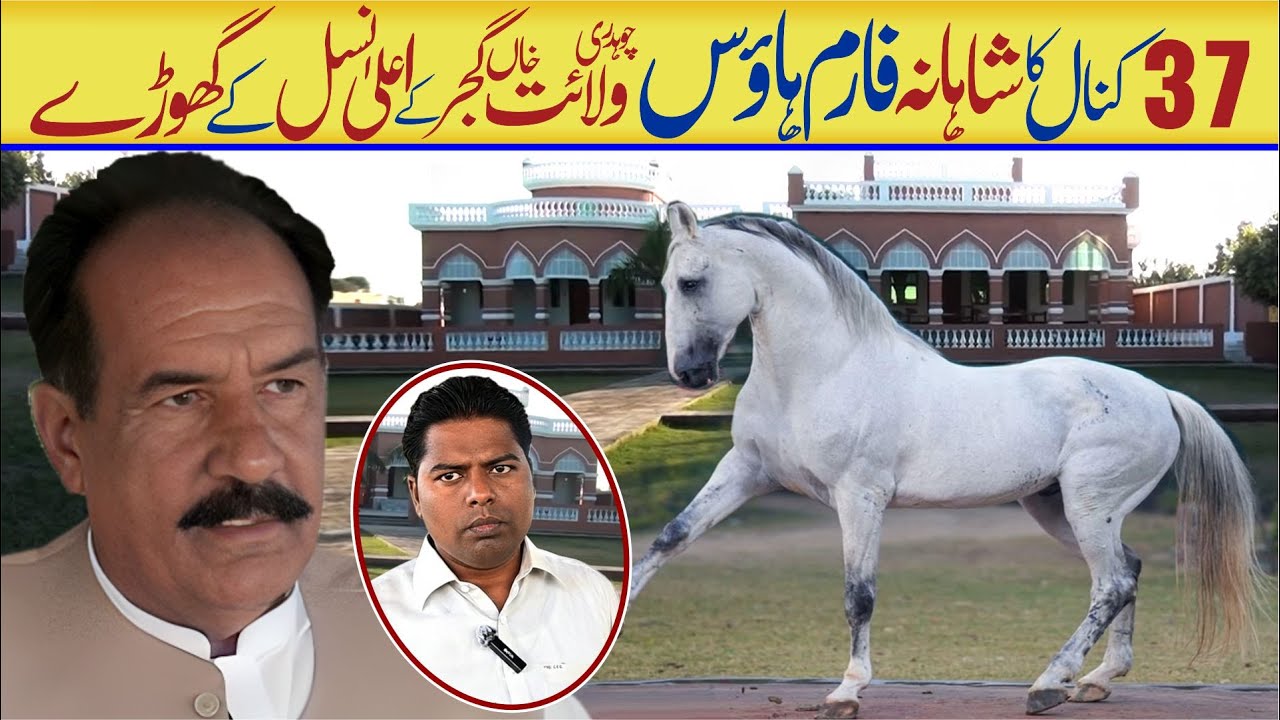 37 Kanal Attractive Farmhouse!🤩 Ch Waliat Gujjar ke Ala Nasal Horses 🐎 aur Neeli Ravi Bhainsain 🐃