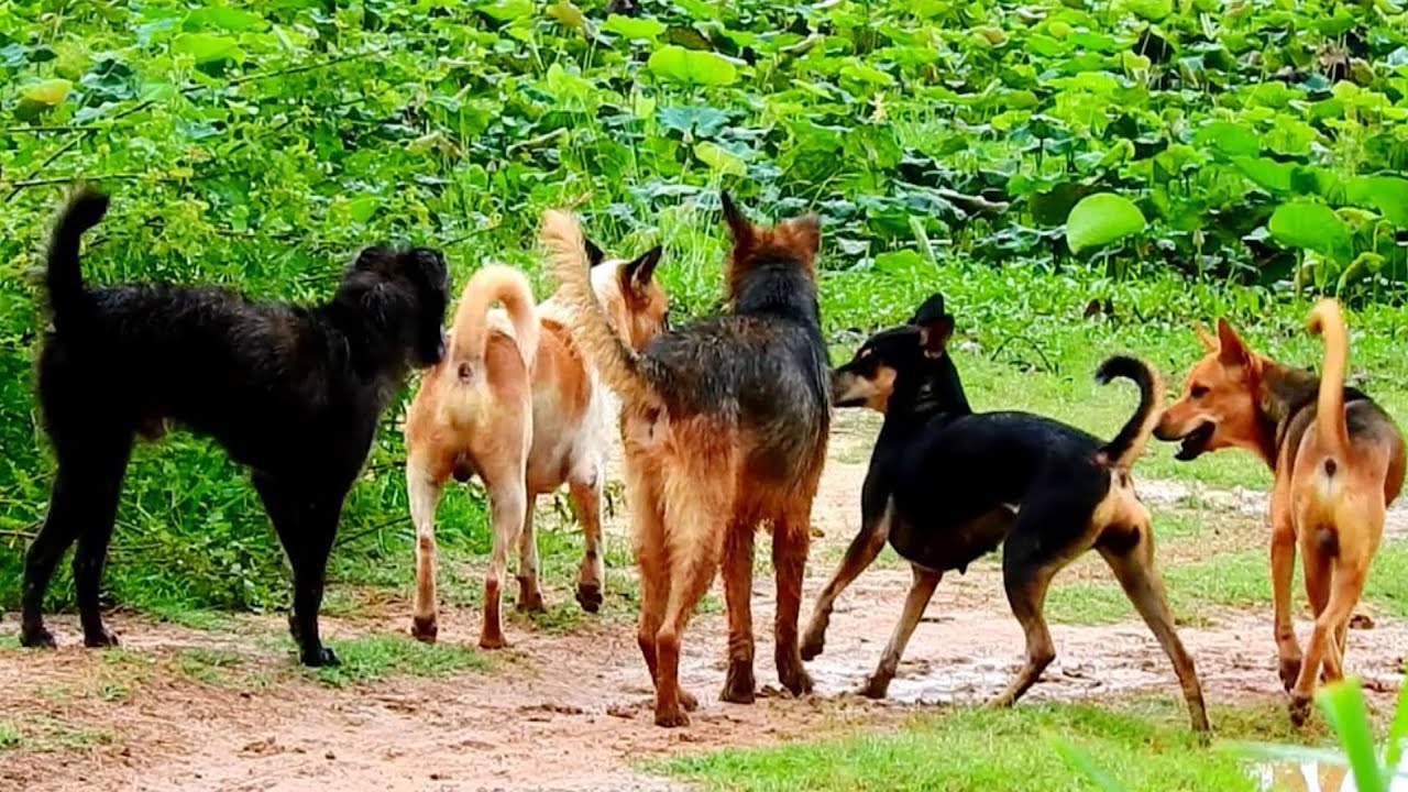 Dogs choly want to bit e Jiji Choly very hate Jiji