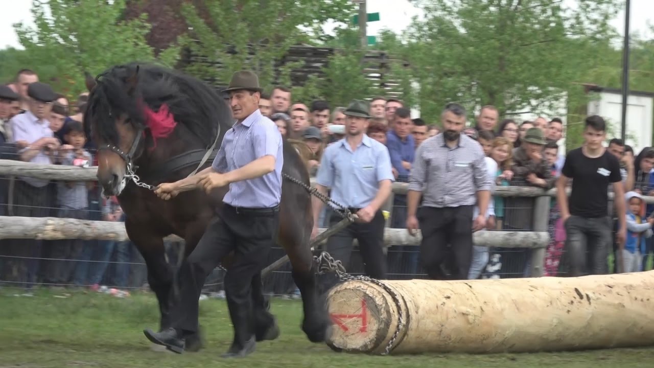 Concurs cu cai de tractiune Horodnic de Sus, Suceava 7.Mai.2017