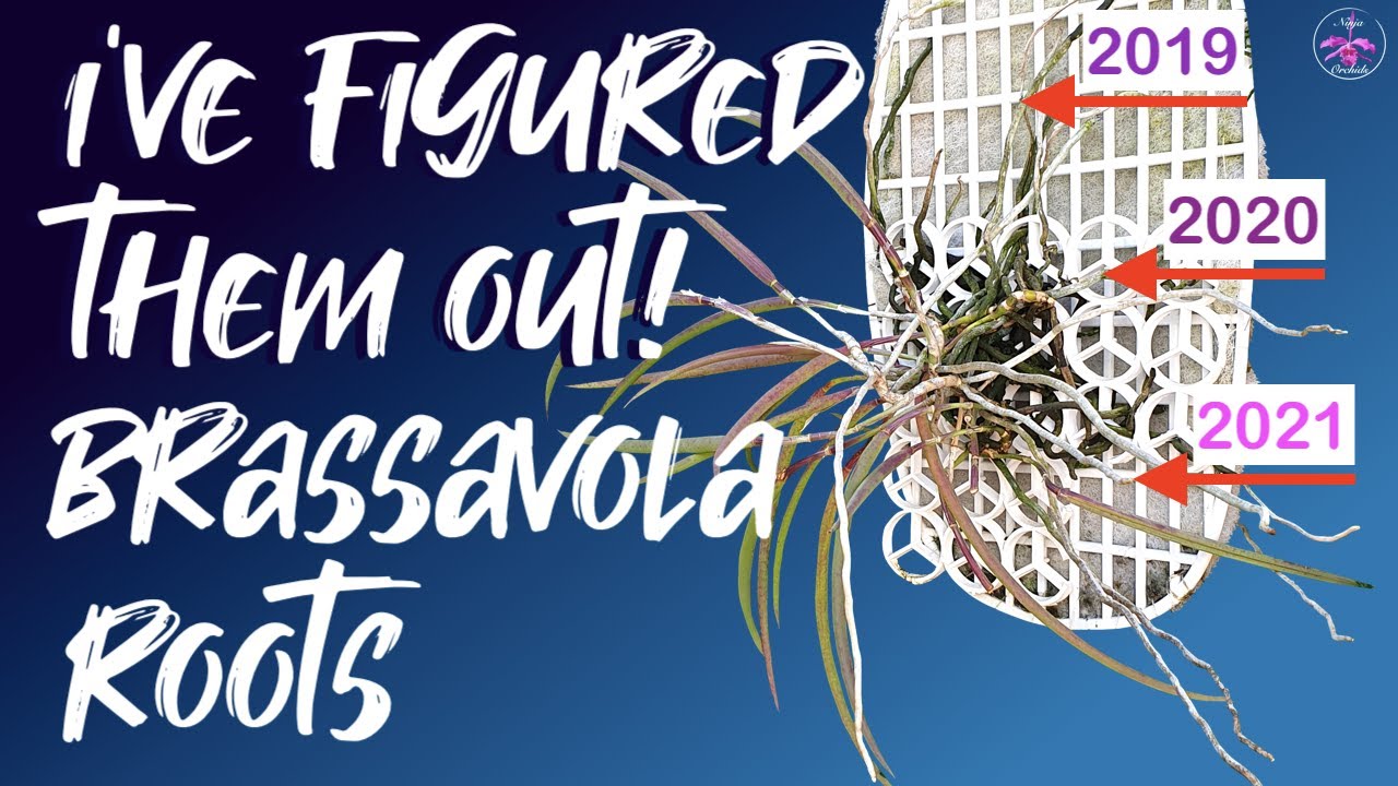 Brassavola root life cycle EXPOSED | THIS could be a GAME CHANGER for all set ups! 💪🏼 #ninjaorchids