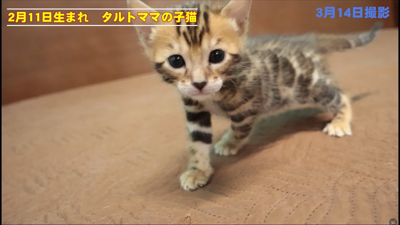 2026年2月11日生まれ　タルトママの子猫①　ベンガル