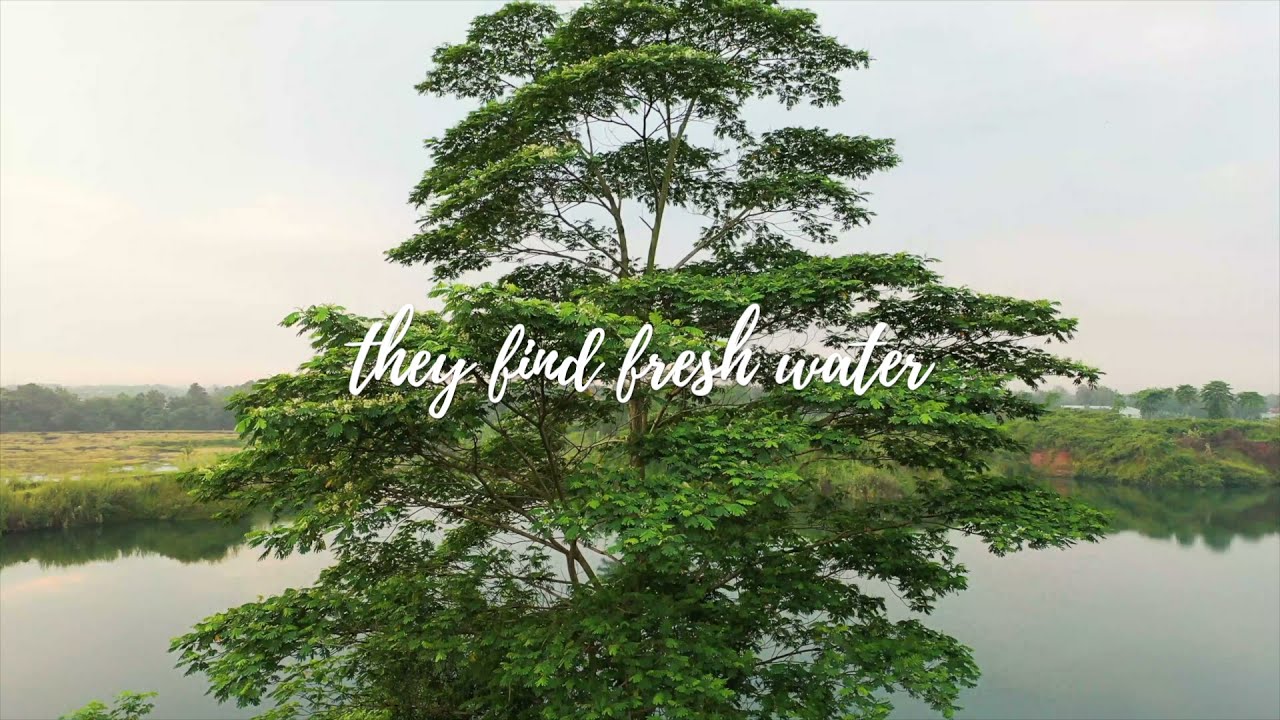 Meditation - Like a Tree Planted by Water