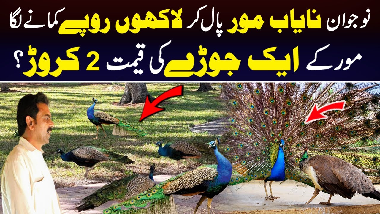Biggest Peacock Farm in Pakistan | Price of a Pair: ₹20 Million?