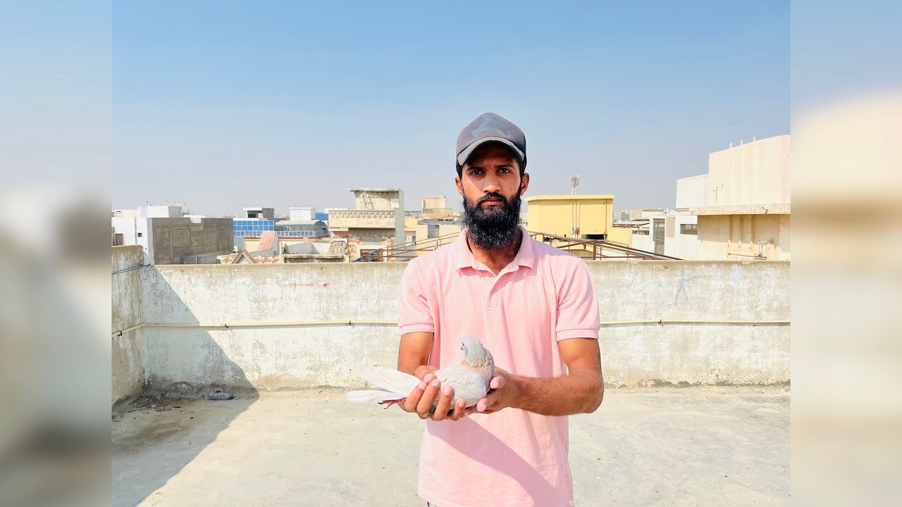 Tawe dy dy kar kabootar pakr lea | Kabootar baaz |  #trending #vlog 