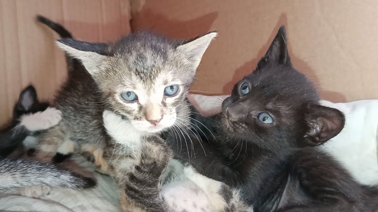 Funny kittens playing amazingly in box after becoming accustomed to the place