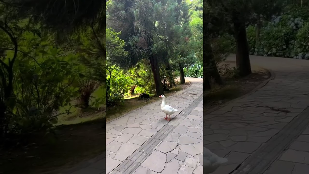 Lago Negro em Gramado