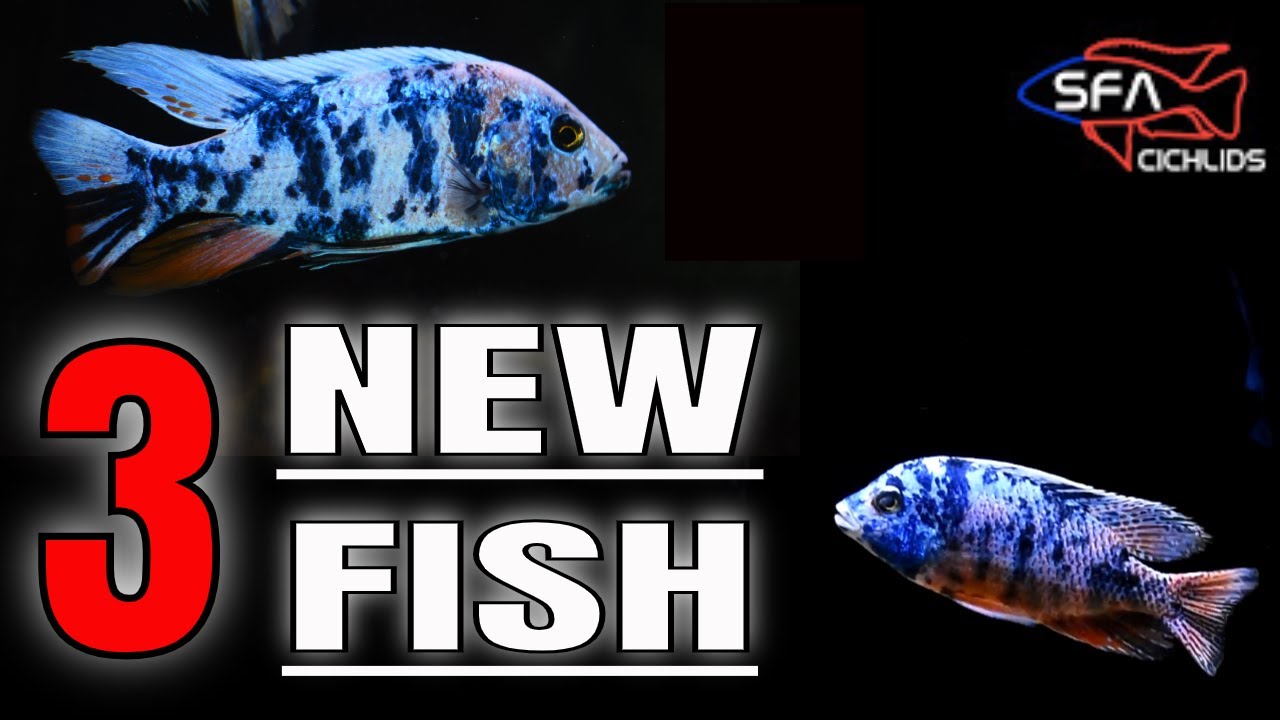 Adding NEW FISH to my tank!!! *AMAZING COLOR*