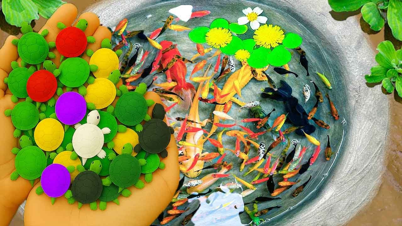 Catch Beautiful Aquarium Fish In Small Pond Baby Turtles, Eels, Frog, Guppies, Koi, Goldfish, Discus