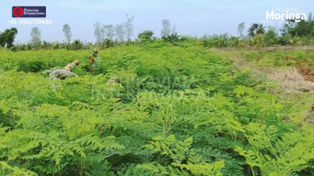 Organic Moringa Farm