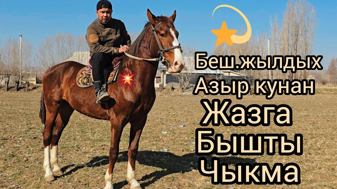 Бүгүн 19 февраль 2026 жакшы өспүрүм чыкты сатуга #жылкыбазар #horse #атбазар #rek #продажалошадей 