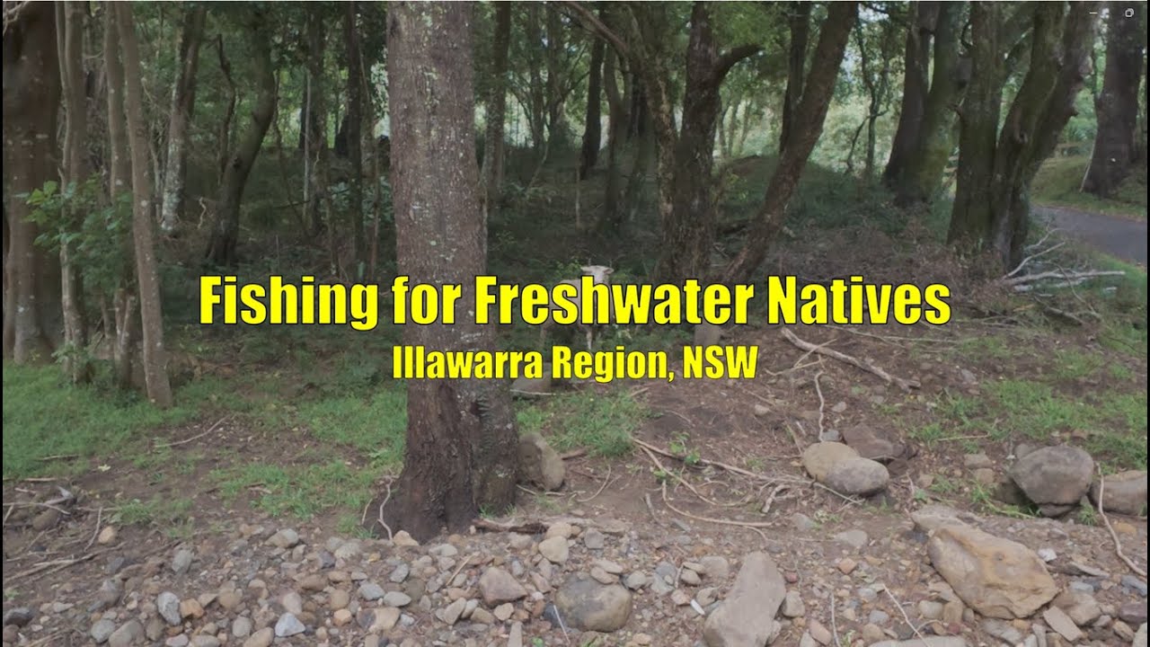 Fishing for Freshwater Natives, Illawarra Region, NSW