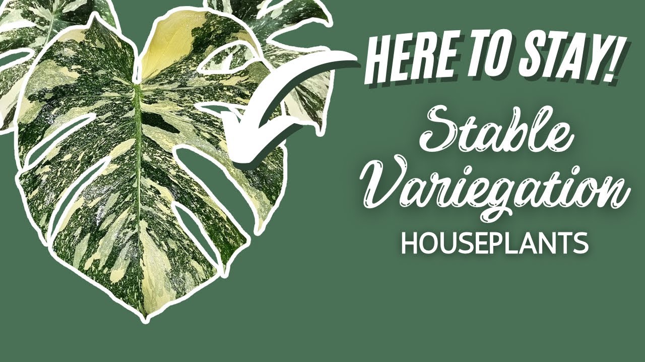 20 Stable Variegation Houseplants | Houseplant Variegation That Lasts
