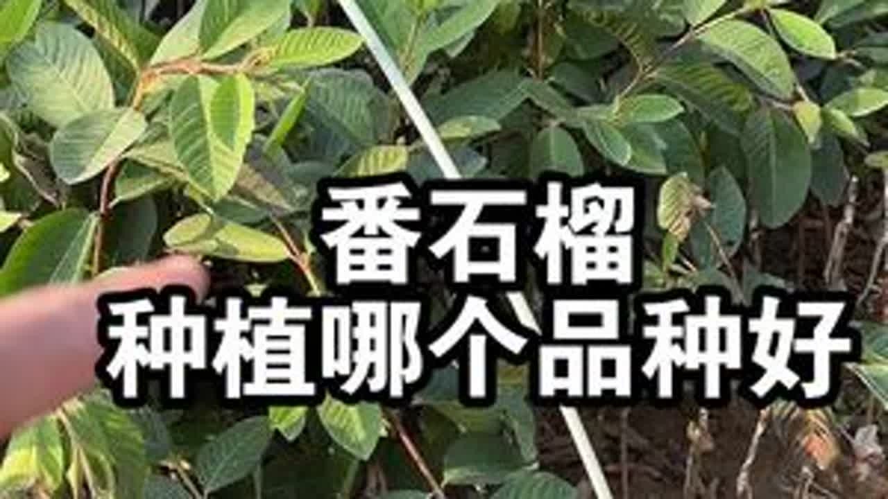 番石榴种植哪个品种好呢？产量高，收益高 #番石榴 #白心番石榴 #红心番石榴